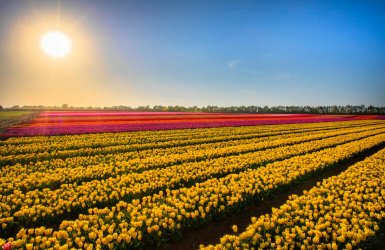 Tulips for Tapping Returns in 2023: A Rare Opportunity To Visit The Working Tulip Fields