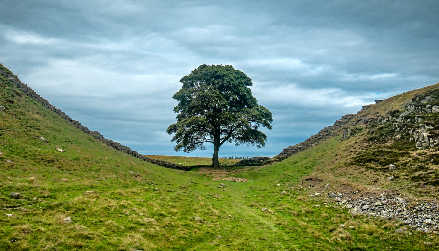 Treetops Hospice named as one of 49 recipients of a ‘Trees of Hope’ Sycamore Gap sapling The original Sycamore Gap tree in Northumberland National Park