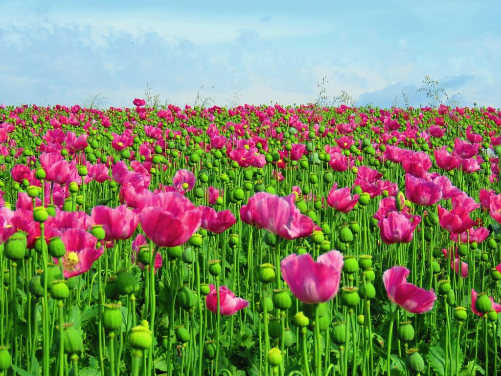 poppy-1573058_1280