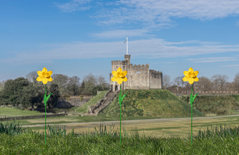 Daffodils to take over Cardiff Castle as Forever Flowers returns for fifth year