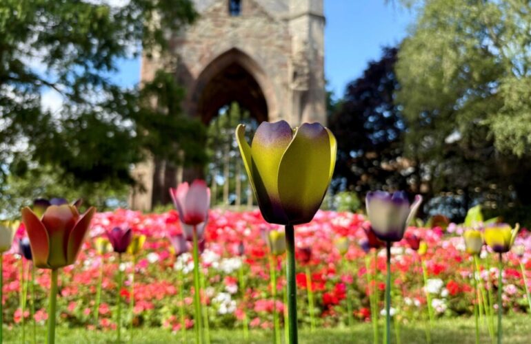 Tulips bloom brightly in Worcester for hospice