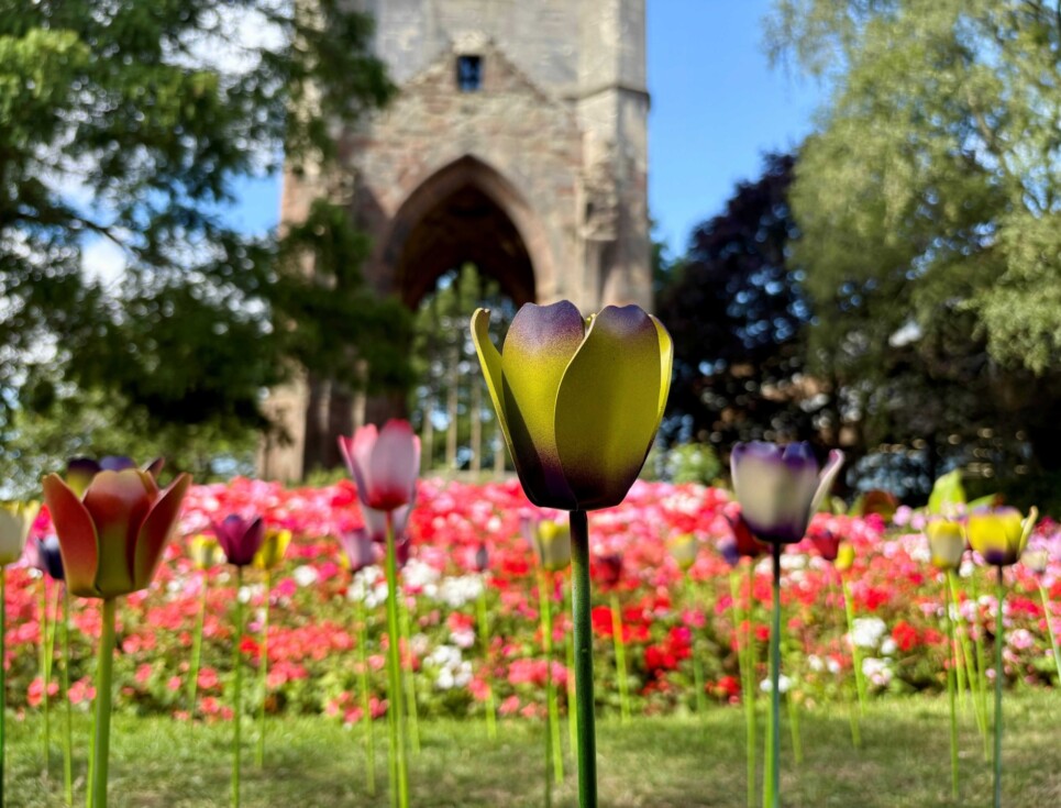 Nine-hundred-tulips-will-bloom-brightly-from-8-25-August-965x735