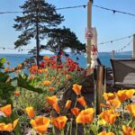 Open Gardens in full bloom for Rowcroft, raising an incredible £18k! – A blooming success!
