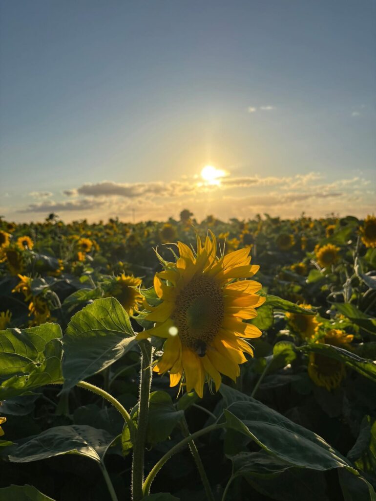 Sunflower Walk raises funds for Sue Ryder Thorpe Hall Hospice Sunflower at sunset