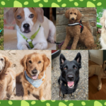 The Gift of a Wagging Tail: Gilchrist’s Pet Love Program