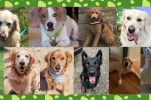 large-pettherapy-blogimg