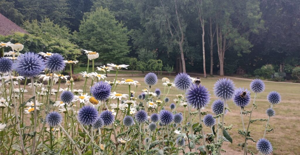 Held by the Earth: Creating Space to Pause at Princess Alice Hospice Looking out onto the garden