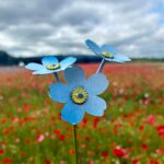 Forget-me-not garden to help county residents remember and reflect