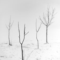 greyscale-shot-leafless-trees-snowy-area-with-foggy-background-250x250